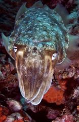 Birmanie - Mergui - 2018 - DSC03212- Broadclub cuttlefish - Seiche - Sepia latimanus
